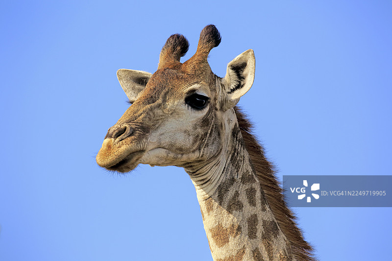 成年长颈鹿（Giraffa camelopardalis giraffa），警觉，肖像，位于南非夸祖鲁-纳塔尔省的赫卢赫卢韦-伊姆弗洛齐国家公园图片素材