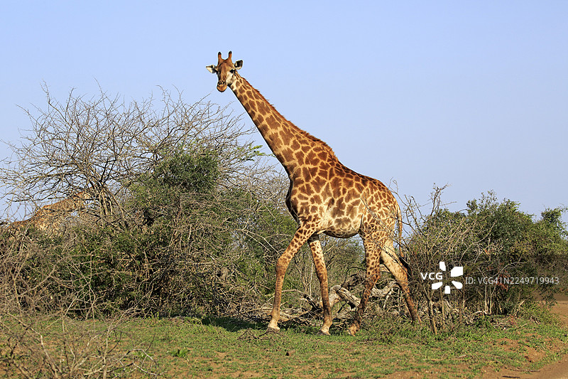 成年、警觉的南非好望角长颈鹿（Giraffa camelopardalis giraffa），位于夸祖鲁-纳塔尔省的赫卢赫卢韦-伊姆弗洛兹国家公园。图片素材