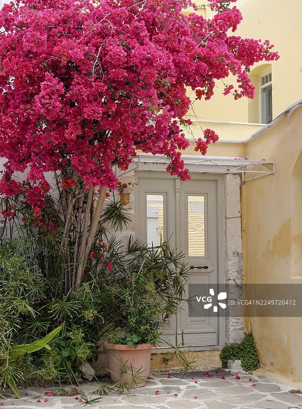 希腊基克拉泽斯帕罗斯岛帕里基亚，三角梅盛开的房屋入口图片素材