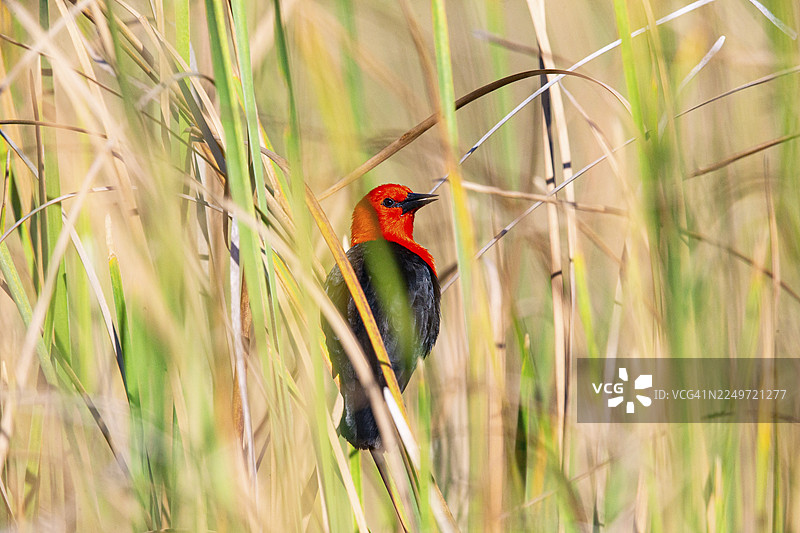 红头黑鹂 (Amblyramphus holosericeus) 巴西潘塔纳尔湿地图片素材
