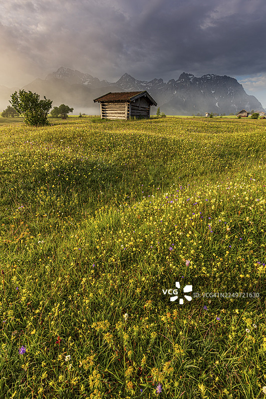 清晨阳光下的鲜花草甸，远方是陡峭的山峦，云雾缭绕，山地野花，夏季，韦尔登费尔斯地区，卡文德尔山脉，巴伐利亚，德国图片素材