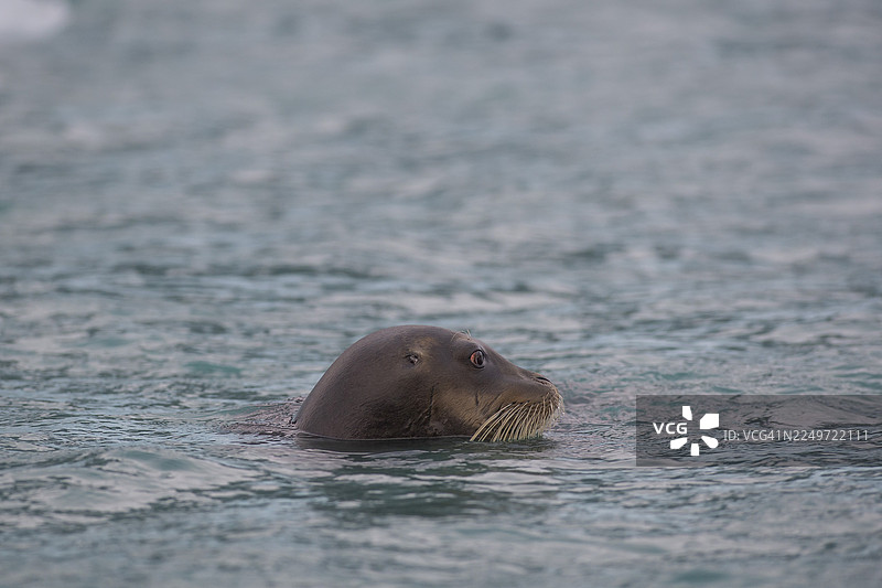 胡子海豹(Erignathus barbatus),北冰洋,斯匹次卑尔根岛,斯瓦尔巴群岛和扬马延群岛,挪威图片素材