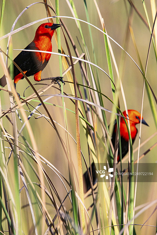 红头黑鹂 (Amblyramphus holosericeus) 巴西潘塔纳尔图片素材