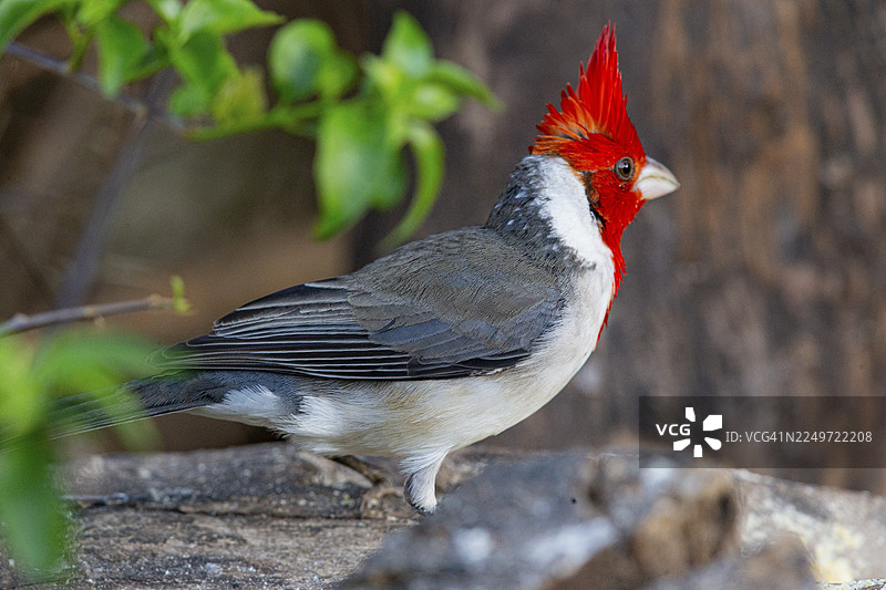 红冠砗磲鸟 (Paroaria coronata) 巴西潘塔纳尔图片素材