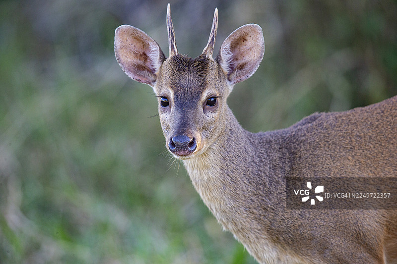 巴西潘塔纳尔的格罗斯马扎马鹿（美洲马扎马鹿）图片素材
