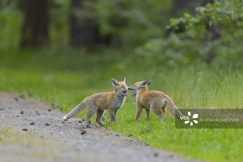 红狐（Vulpes vulpes），两只幼狐在森林小路上玩耍，四周是绿草和树木，夏季，黑森，德国图片素材