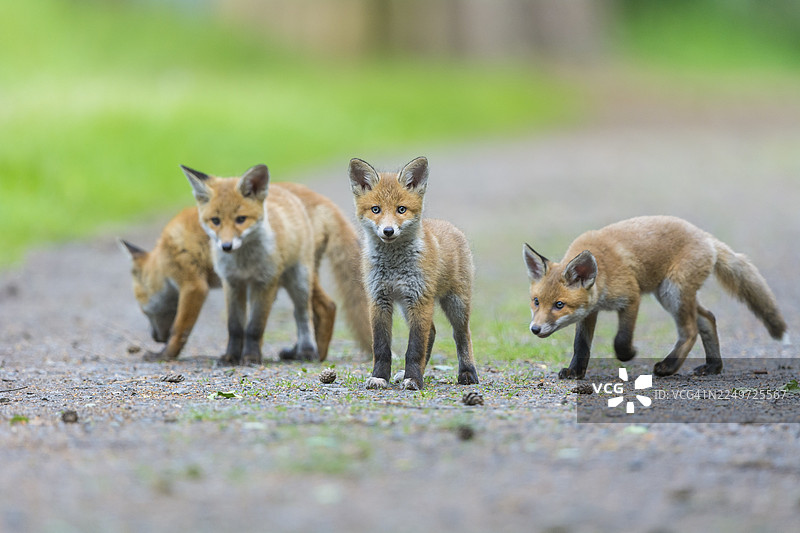 红狐（Vulpes vulpes），四只幼狐在夏日德国黑森州的一条森林小径上好奇地探索周围的自然环境图片素材