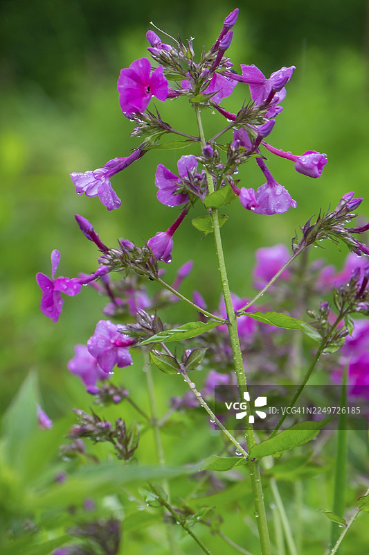 斑叶福禄考，带雨滴的草甸福禄考，北莱茵-威斯特法伦州，德国图片素材