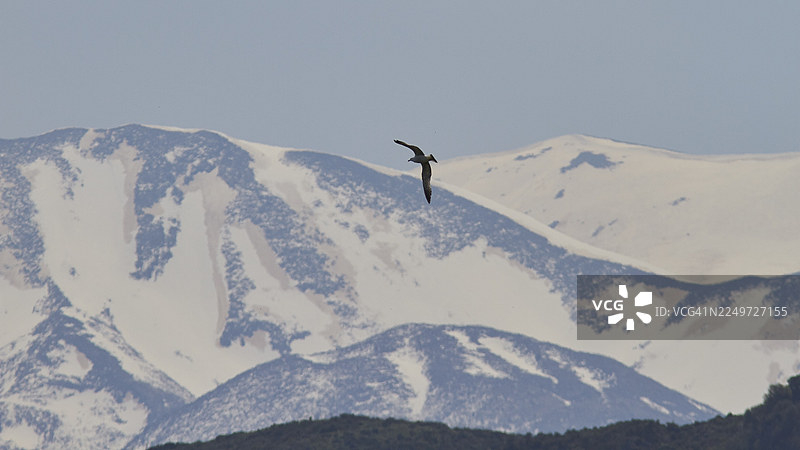 一只飞翔的鸟，背景是白雪皑皑的山脉和略带云彩的天空，在苍白的背景下显得清晰，位于希腊克里特岛西部的莱夫卡奥里（白山）山脉。图片素材