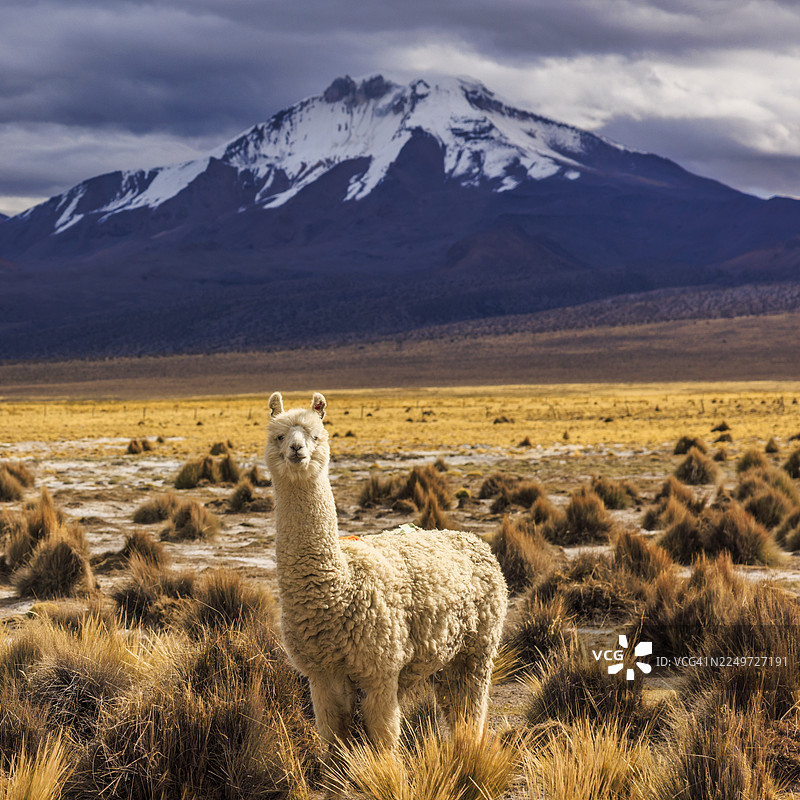 玻利维亚萨哈马国家公园，帕里纳科塔火山前的羊驼图片素材