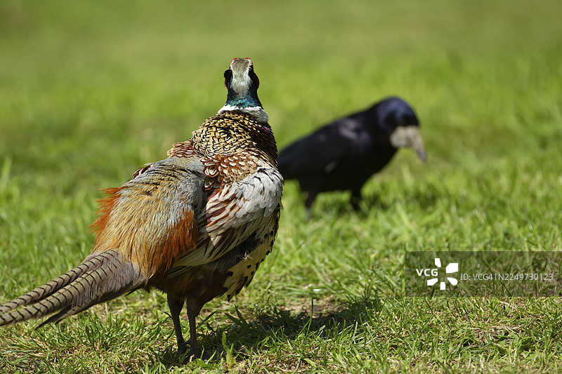 英国萨福克郡花园草坪上,一只成年雄性环颈雉(Phasianus colchicus)正在观察一只乌鸦图片素材