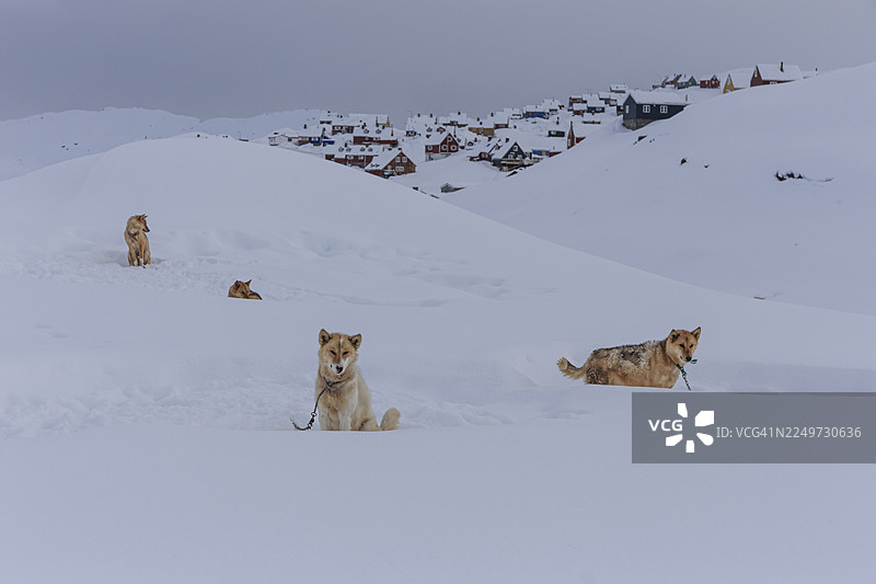 格陵兰犬在因纽特人定居点前的深雪中，哈士奇，冬季，塔西拉克，东格陵兰，格陵兰图片素材