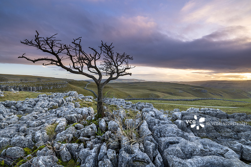 英国约克郡谷地国家公园康尼斯通村上方石灰岩路面上孤零零的一棵树图片素材