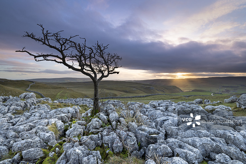 英国约克郡谷地国家公园康尼斯通村上方石灰岩路面上孤零零的一棵树图片素材