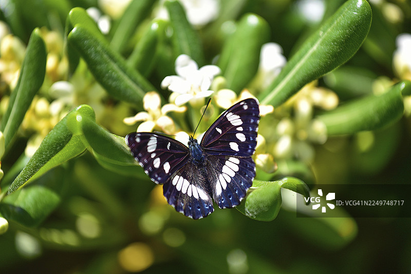 一只斑蝶科（Nymphalidae）的白斑蝴蝶（Limenitis reducta）栖息在日本海桐（Pittosporum tobira）的花朵上，地点在法国。图片素材