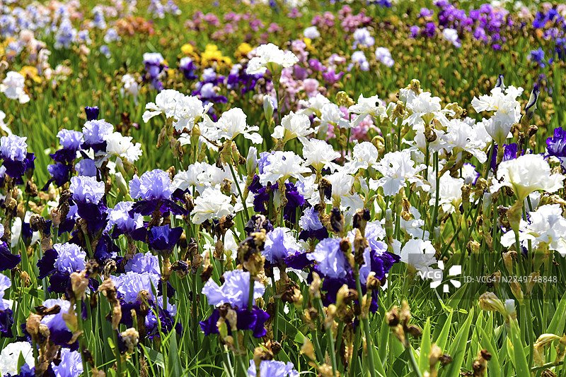 法国阿尔代什省拉尔纳斯附近鸢尾花田中的鸢尾花图片素材