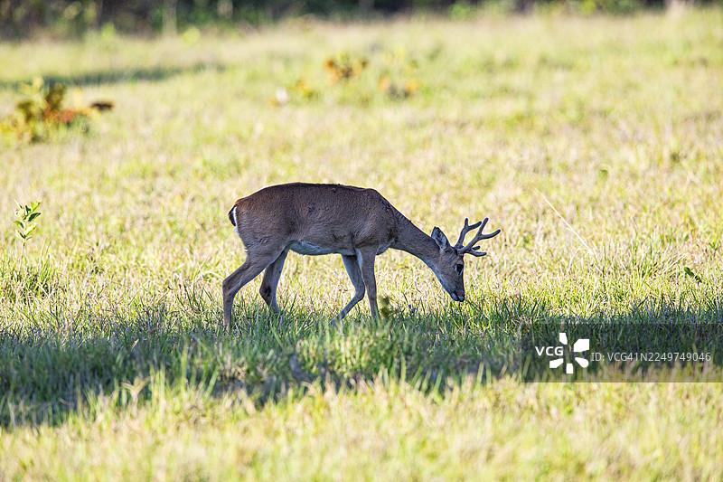 潘帕斯鹿（Ozotoceros bezoarticus） 巴西潘塔纳尔湿地图片素材