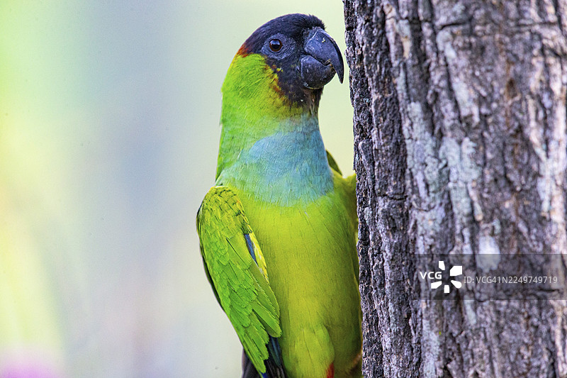 南丹鹦鹉（Aratinga nanday）巴西潘塔纳尔湿地图片素材