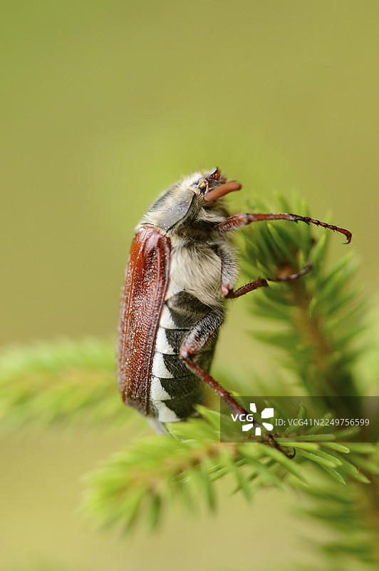 春天森林中常见的金龟子（Melolontha melolontha）特写图片素材