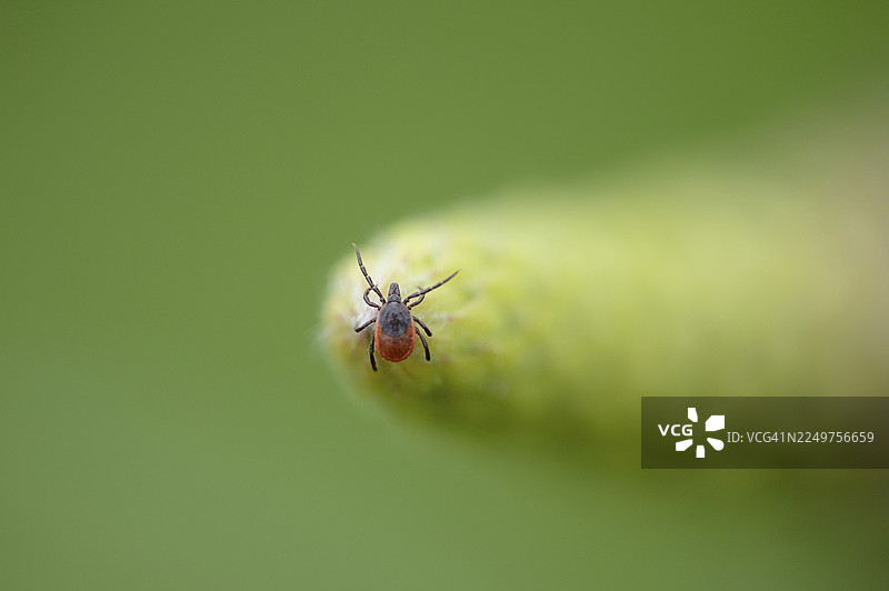 特写镜头：一只鹿蜱，又称黑腿蜱（xodes scapularis），摄于春季图片素材