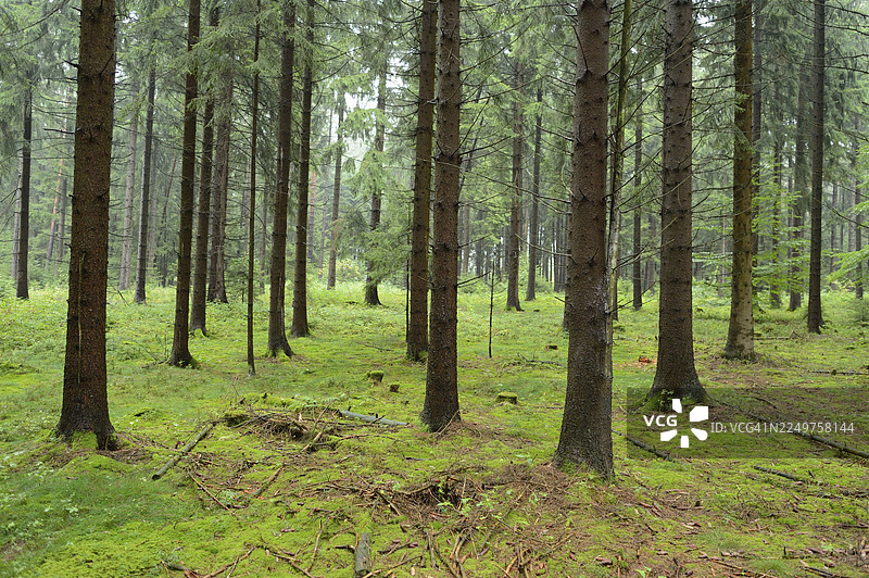 夏季挪威云杉（Picea abies）森林景观图片素材