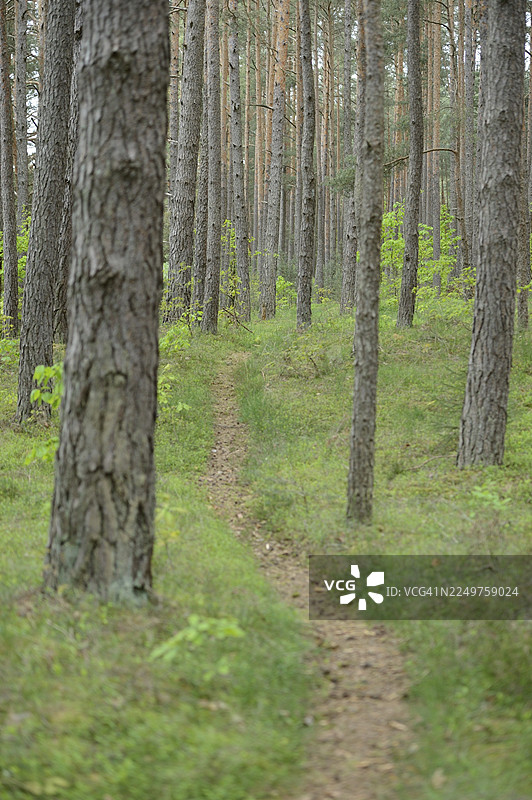 春季，上普法尔茨地区，苏格兰松（欧洲赤松）森林中的小径风光图片素材
