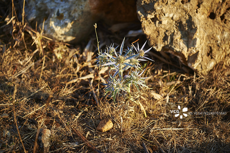 夏季的紫刺芹(Eryngium amethystinum),克罗地亚克雷斯岛图片素材