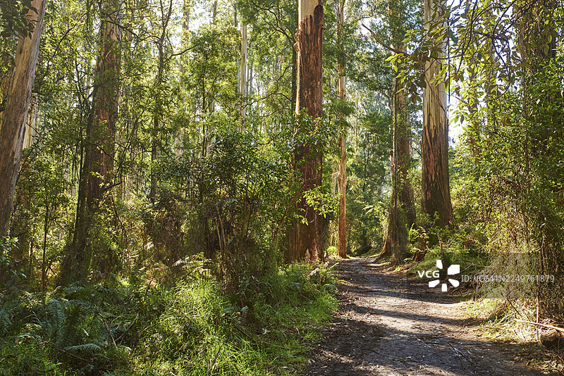 澳大利亚丹顿农山脉春季，桉树林中的小径自然风光图片素材