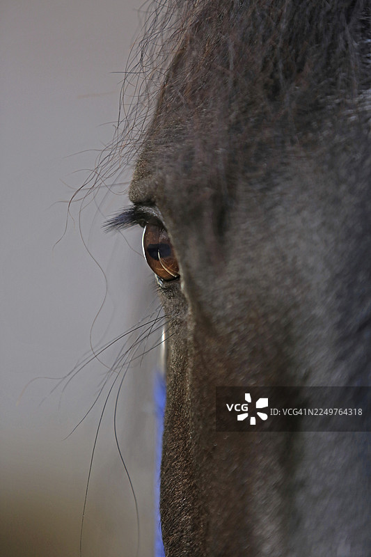 弗里斯兰马，弗里斯兰马，眼睛图片素材