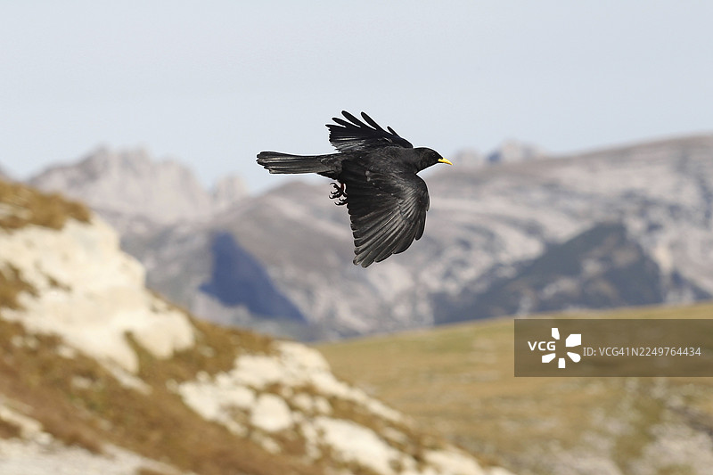 阿尔卑斯山雕（Pyrrhocorax graculus）在瑞士圣加仑的山景前飞翔图片素材