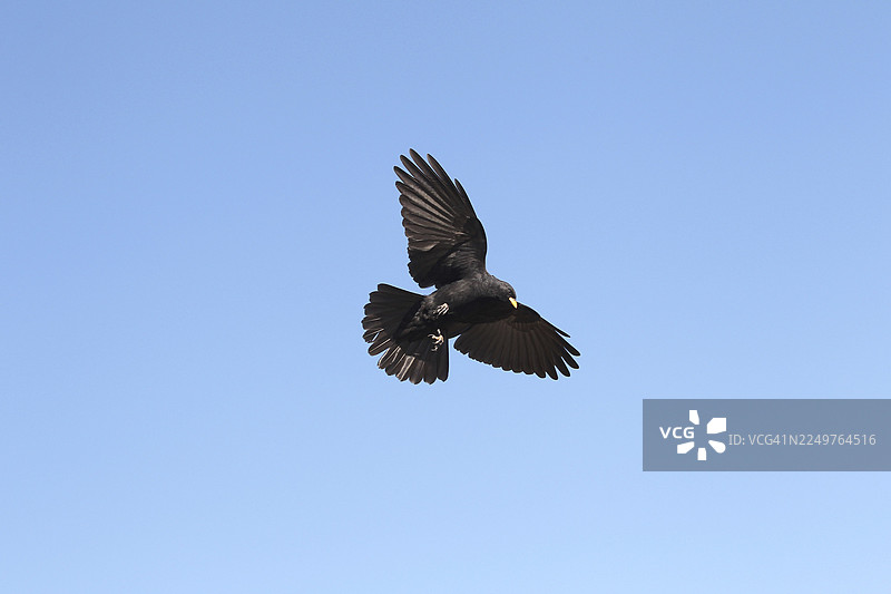 在瑞士圣加仑的蓝天上飞翔的高山山雀（Pyrrhocorax graculus）图片素材