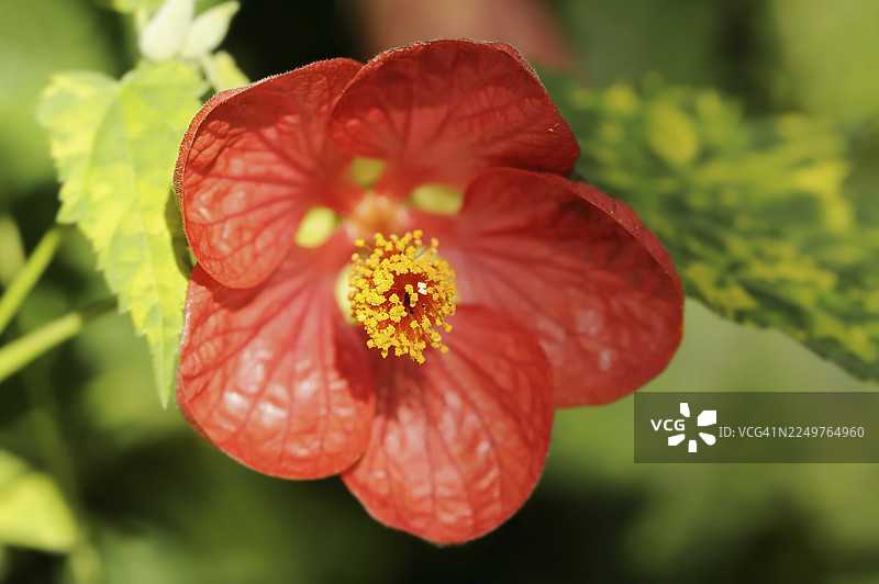 美丽的锦葵‘金王子’（锦葵栽培品种），花，观赏植物，北莱茵-威斯特法伦州，德国图片素材