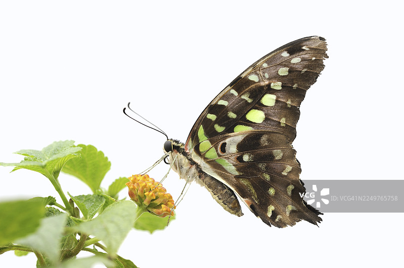 白色背景上的曲纹燕蝶（Graphium agamemnon, Papilio agamemnon），圈养，分布于亚洲和澳大利亚图片素材