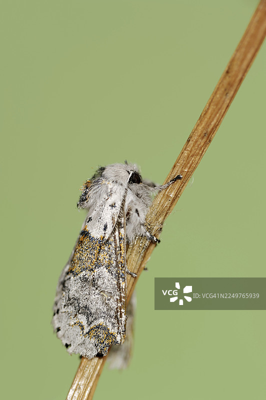 柳柳舟蛾 (Furcula furcula)，德国北莱茵-威斯特法伦州图片素材