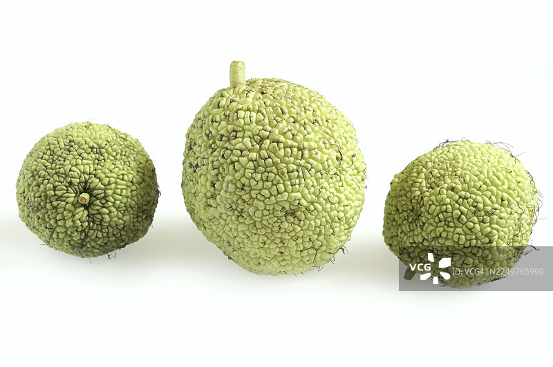 白色背景上的马褂木（Maclura pomifera）果实图片素材