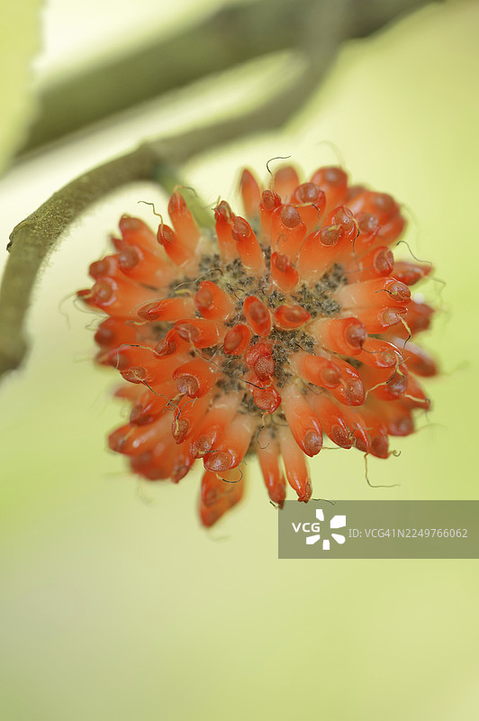 构树（Broussonetia papyrifera）的果实，亚洲本土植物图片素材