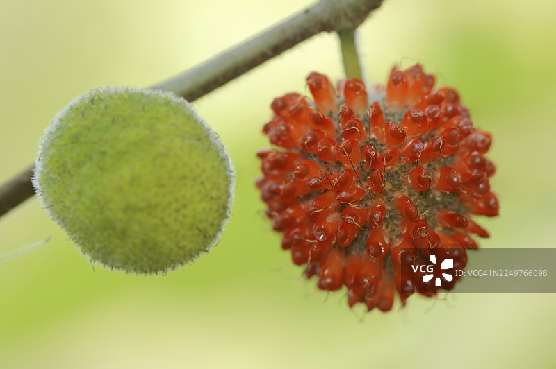 纸叶树或构树（Broussonetia papyrifera），成熟和未成熟的果实，亚洲本土植物图片素材