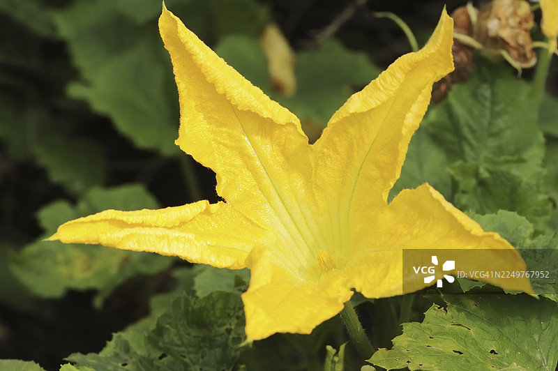 花园南瓜（Cucurbita pepo），花朵，北莱茵-威斯特法伦州，德国图片素材