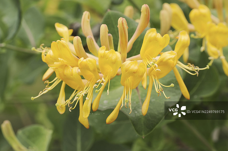 金银花 (Lonicera caprifolium)，花朵，北莱茵-威斯特法伦州，德国图片素材