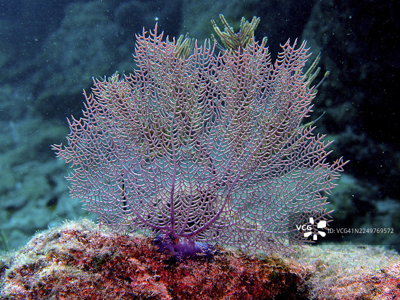 海底盛放的扇形珊瑚（Gorgonia ventalina）。潜水点：约翰·彭内坎普珊瑚礁州立公园，基拉戈，佛罗里达礁岛群，佛罗里达州，美国图片素材