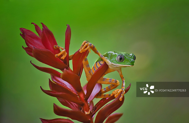 一只虎纹蛙（Callymedusa Tomopterna）栖息在野姜上图片素材