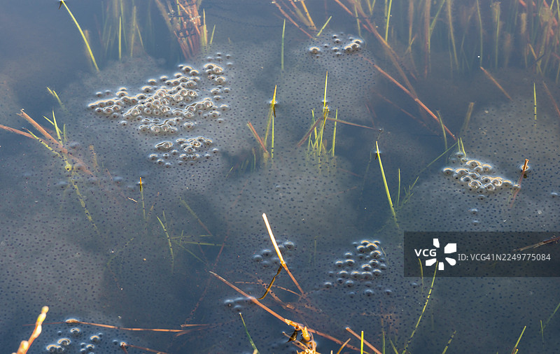 普通蛙（Rana temporaria）的蛙卵，2018年度两栖动物，繁殖季节，池塘中漂浮着几个大而新鲜的蛙卵团，周围环绕着几株水生植物，池塘中的芦苇，繁殖，变态，吕讷堡石楠图片素材