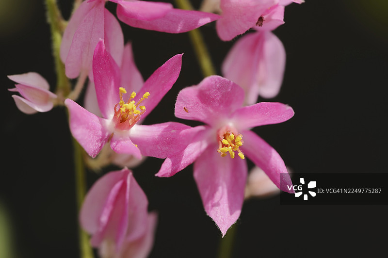 珊瑚藤或墨西哥蓼（Antigonon leptopus, Antigonon cinerascens），花，中美洲本土植物图片素材