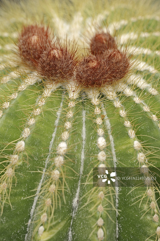 仙人掌（巨球，原产于巴西）图片素材