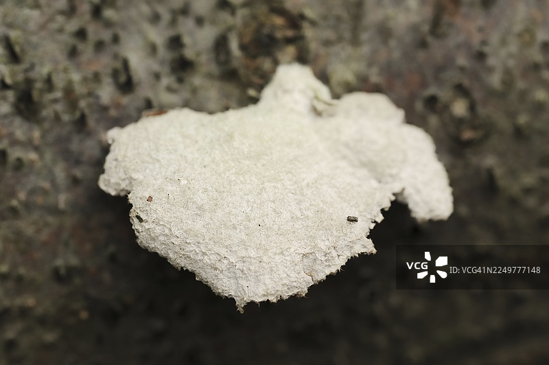 裂褶菌 (Schizophyllum commune)，荷兰海尔德兰省图片素材
