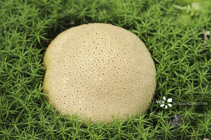 普通地囊菌（Scleroderma citrinum），代霍赫费吕讷国家公园，海尔德兰省，荷兰图片素材