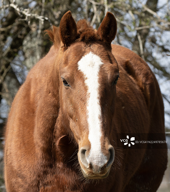 马的肖像图片素材