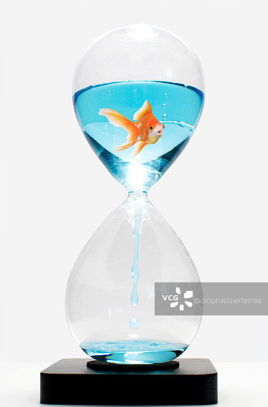 时间紧迫 - 液体沙漏中的金鱼，蓝色水滴落下图片素材