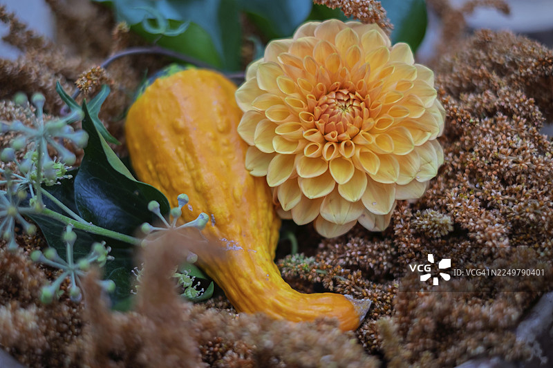 德国北莱茵-威斯特法伦州，秋季大丽花和观赏南瓜的摆设图片素材