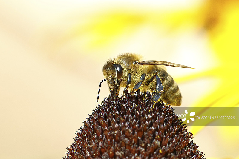 欧洲蜜蜂（Apis mellifera）正在采集黄锥花（Echinacea paradoxa）的花蜜，微距摄影，地点：德国北莱茵-威斯特法伦州维尔恩斯多夫。图片素材